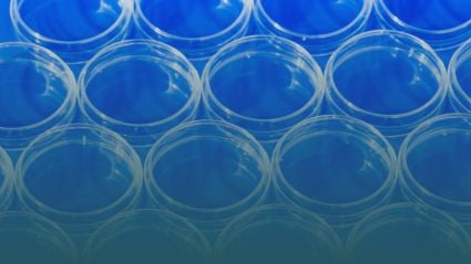 Transparent petri dishes arranged in neat rows on a blue background, representing laboratory research and clinical testing.