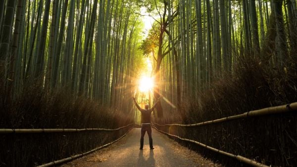 Dark tree-lined path with sun person with hands raise in air on tree-lined dark path, with sun shining at end of path
